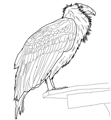 Perched California Condor Coloring Page